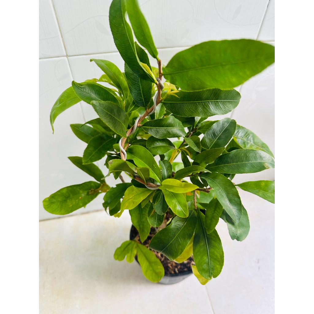 Hoa mai Siêu Bông Sài Gòn_cây ghép chuẩn