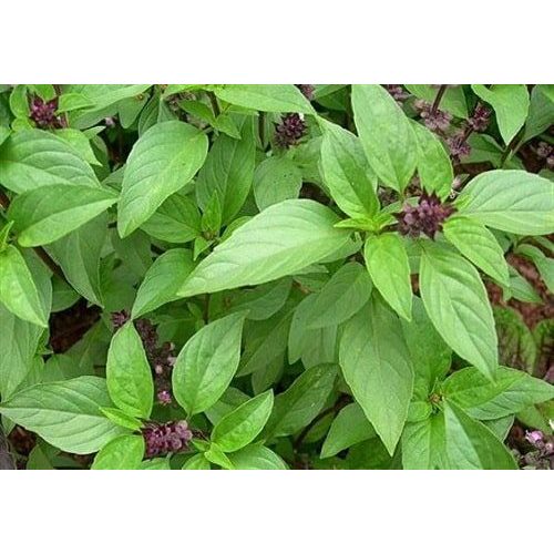 1gr HẠT GIỐNG HÚNG QUẾ TN 12 - CHÍNH HÃNG TRANG NÔNG ( DATE LUÔN MỚI NHẤT), Hạt Nảy Mầm Nhanh, Mạnh, Trồng quanh năm