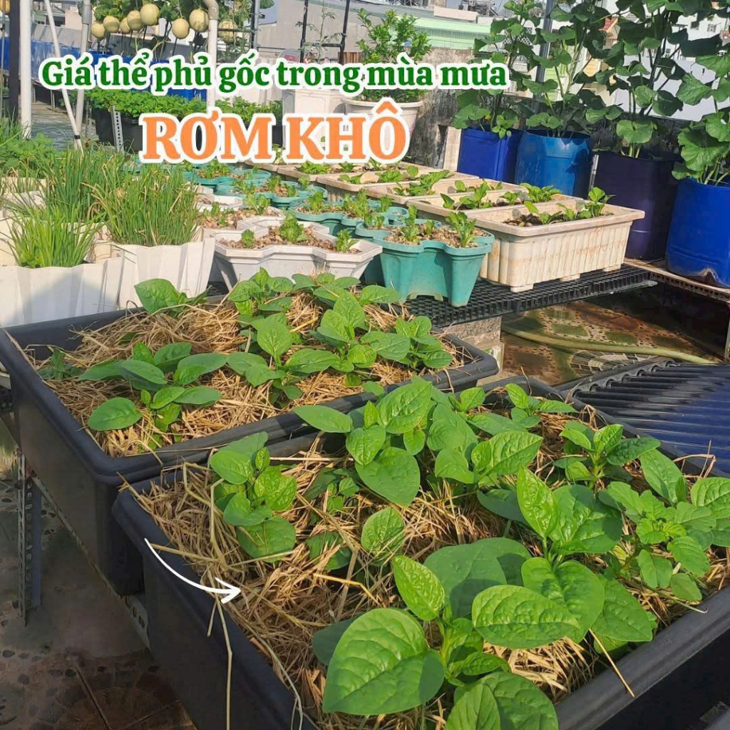 1gr HẠT GIỐNG HÚNG QUẾ TN 12 - CHÍNH HÃNG TRANG NÔNG ( DATE LUÔN MỚI NHẤT), Hạt Nảy Mầm Nhanh, Mạnh, Trồng quanh năm