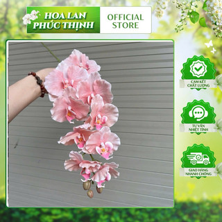 combo 10c Lan xoan cao su vip hàng loại 1- trang trí bình hoa lan hồ điệp để bàn, phòng khách, caphe, trang trí sự kiện