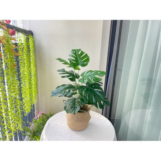 Cây giả decor đủ loại 55cm 12 lá bản lá to ( cây lấy rách, trầu bà,…)