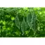 Gói 10 Hạt Giống Khổ Qua Rừng Tarzan, Rau Ăn Quả Trang Nông Nổi Tiếng TN 354, Hạt Nảy Mầm Nhanh, Mạnh, Trồng Quanh Năm