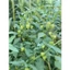 CÂY TẦM BÓP 1KG