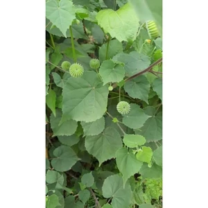 CÂY CỐI XAY 1KG