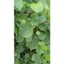 CÂY CỐI XAY 1KG