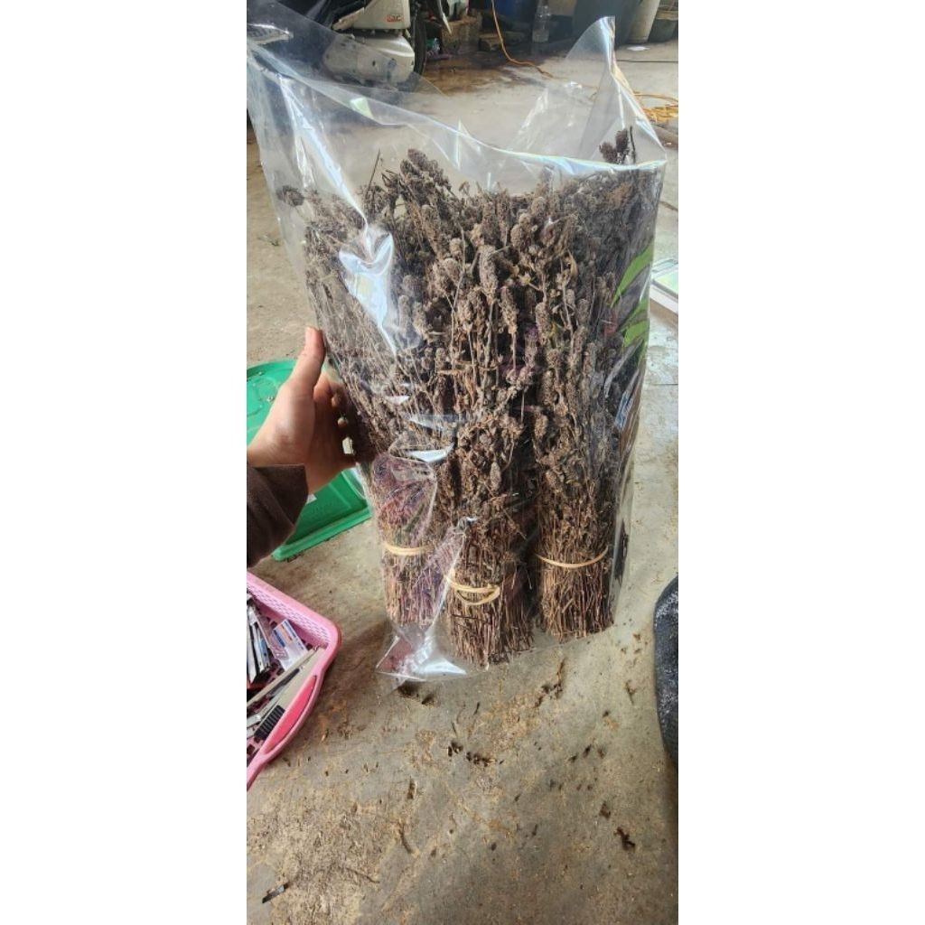 CÂY NHÂN TRẦN 1KG
