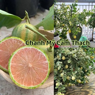 Bầu Cây Giống Chanh Cẩm Mỹ Chuẩn Chất Lượng