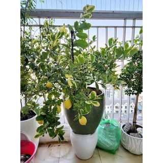 Bầu Cây Giống Chanh Cẩm Mỹ Chuẩn Chất Lượng