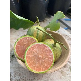 Bầu Cây Giống Chanh Cẩm Mỹ Chuẩn Chất Lượng