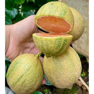 Bầu Cây Giống Chanh Cẩm Mỹ Chuẩn Chất Lượng