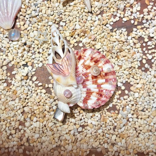 [CÓ SẴN] Kẹp Tóc Vỏ Sò Biển Handmade Xinh Xắn