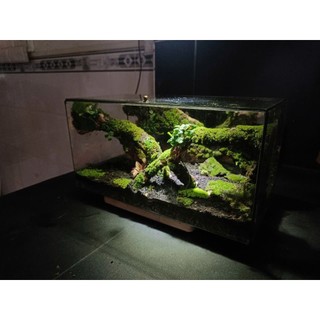 Terrarium " Cổ Tùng Vân " Quà tặng khai trương ý nghĩa và sang trọng