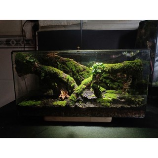 Terrarium " Cổ Tùng Vân " Quà tặng khai trương ý nghĩa và sang trọng