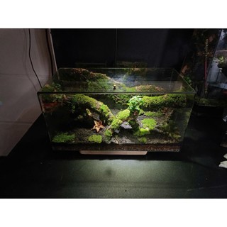 Terrarium " Cổ Tùng Vân " Quà tặng khai trương ý nghĩa và sang trọng