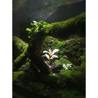 Terrarium " Cổ Tùng Vân " Quà tặng khai trương ý nghĩa và sang trọng