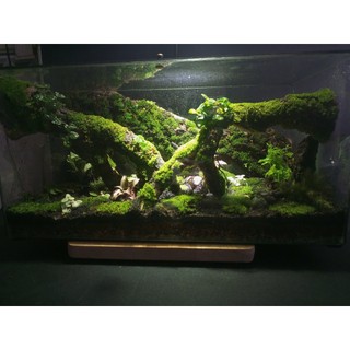 Terrarium " Cổ Tùng Vân " Quà tặng khai trương ý nghĩa và sang trọng