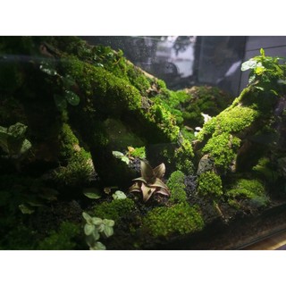 Terrarium " Cổ Tùng Vân " Quà tặng khai trương ý nghĩa và sang trọng