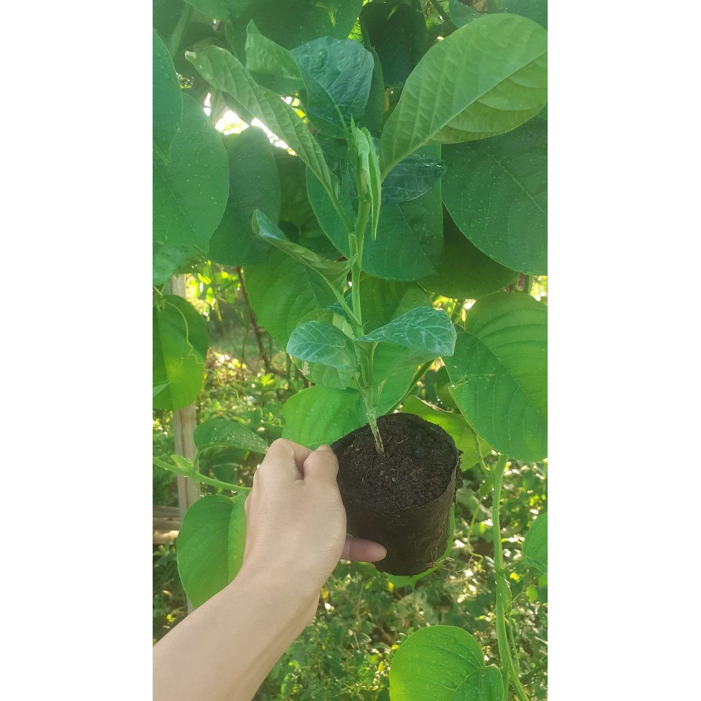 Cây dưa tây cao 10-20cm ươm từ hạt nhanh lớn
