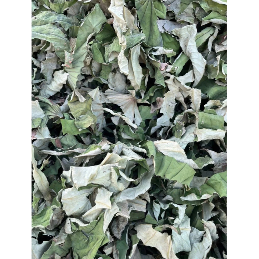 xạ đen khô làm dịu triệu chứng mẩn ngứa