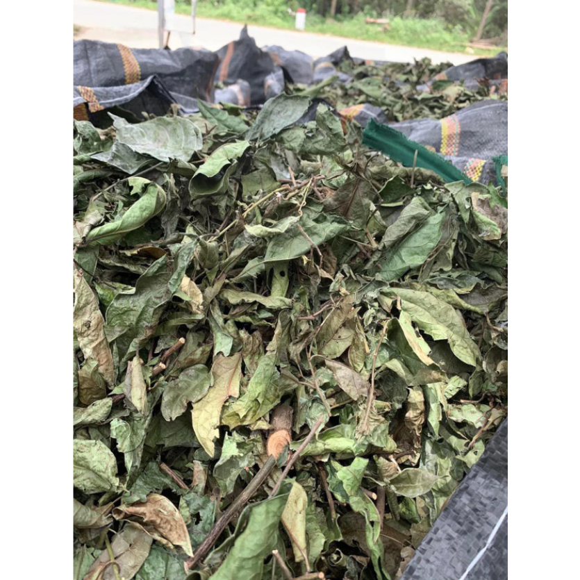 xạ đen hoà bình khô