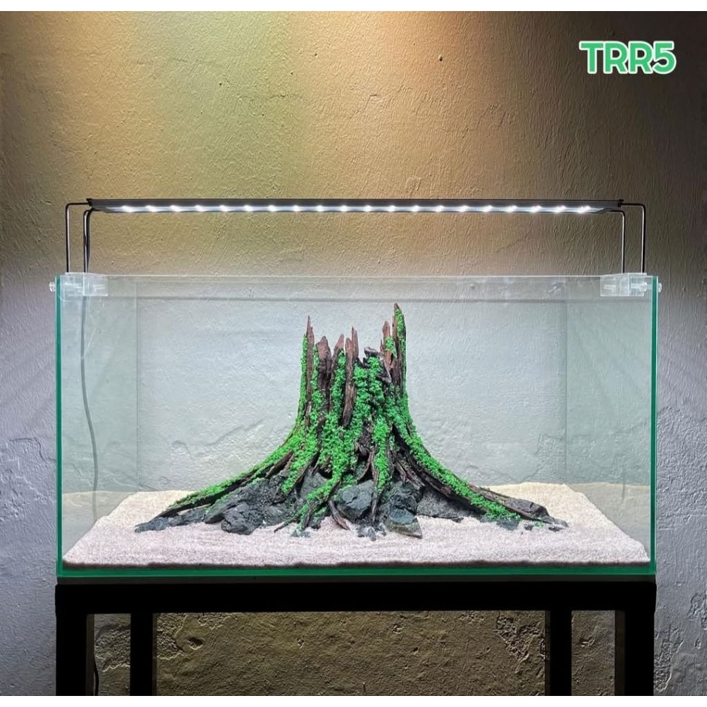 Layout nhất trụ trang trí bể cá thủy sinh 30-20-20 | Shopee Việt Nam
