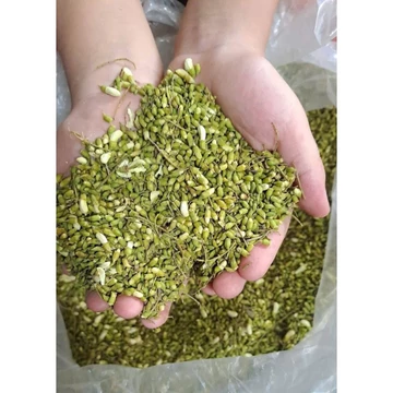 Hoa hòe 1kg, nụ hoa hòe đã sao thơm, rất tốt cho tim mạch, ổn định huyết áp, chống xơ vữa động mạch