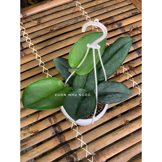 Chậu treo nhỏ và chậu thông minh Scindapsus Treubii Moonlight - Ánh Trăng - Decor đẹp, sang, dễ chăm - Vườn Như Ngọc