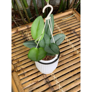 Chậu treo nhỏ và chậu thông minh Scindapsus Treubii Moonlight - Ánh Trăng - Decor đẹp, sang, dễ chăm - Vườn Như Ngọc