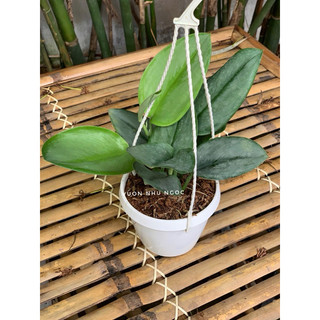 Chậu treo nhỏ và chậu thông minh Scindapsus Treubii Moonlight - Ánh Trăng - Decor đẹp, sang, dễ chăm - Vườn Như Ngọc