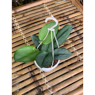 Chậu treo nhỏ và chậu thông minh Scindapsus Treubii Moonlight - Ánh Trăng - Decor đẹp, sang, dễ chăm - Vườn Như Ngọc