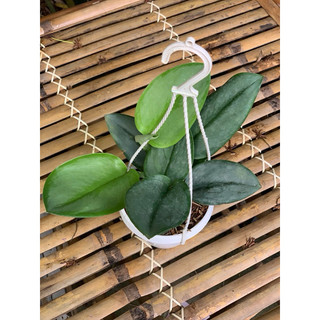 Chậu treo nhỏ và chậu thông minh Scindapsus Treubii Moonlight - Ánh Trăng - Decor đẹp, sang, dễ chăm - Vườn Như Ngọc