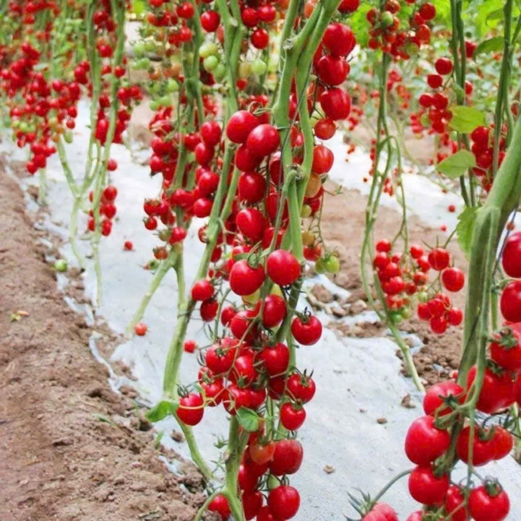 HẠT GIỐNG CÀ CHUA CHERRY ANH ĐÀO ĐỎ_ ĐEN _CÀ CHUA CHUỖI NGỌC – NGỌT, GIÒN, DỄ TRỒNG – TRÁI SAI, ĂN TƯƠI NGON