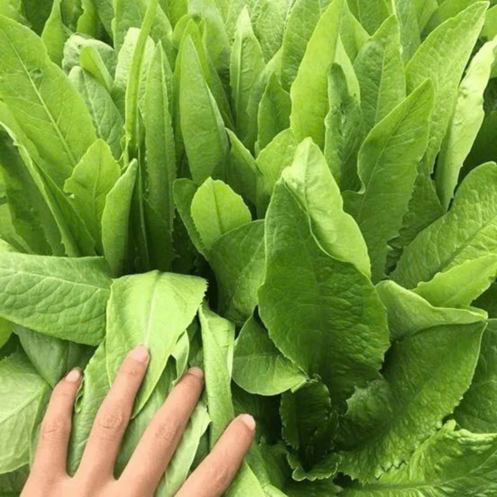Hạt Giống Rau Diếp Thơm (Diếp Xanh) Lá Xanh Mướt, Giòn Ngọt