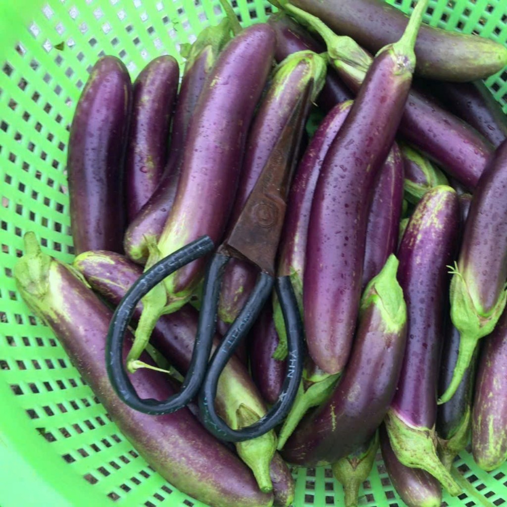 Hạt Giống Cà Tím Dài – Sinh Trưởng Mạnh, Ít Sâu Bệnh