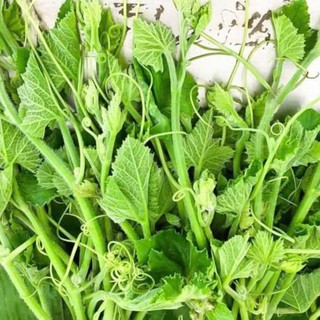 Hạt Giống Bí Siêu Ngọn Cao Sản | Ngọn Non Ăn Ngon, Dễ Trồng
