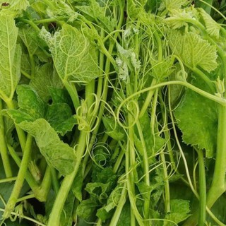 Hạt Giống Bí Siêu Ngọn Cao Sản | Ngọn Non Ăn Ngon, Dễ Trồng