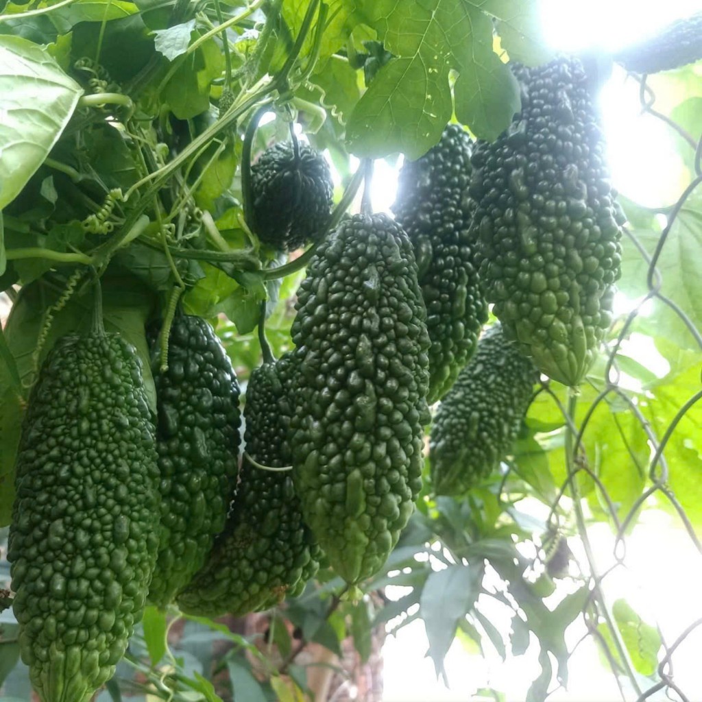 Hạt Giống Khổ Qua Da Cóc | Giống F1, Năng Suất Cao, Kháng Bệnh Tốt