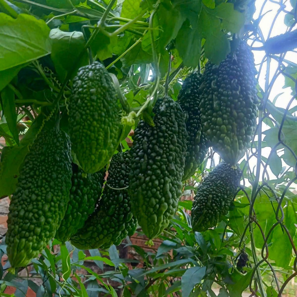 Hạt Giống Khổ Qua Da Cóc | Giống F1, Năng Suất Cao, Kháng Bệnh Tốt