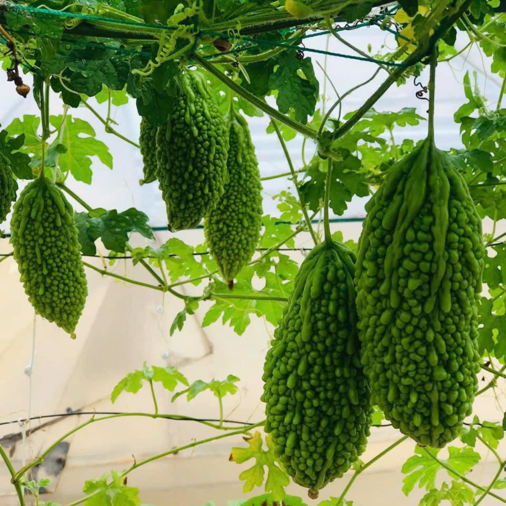 Hạt Giống Khổ Qua Da Cóc | Giống F1, Năng Suất Cao, Kháng Bệnh Tốt