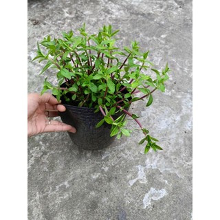 Chậu rau ngò om tía , nhiều công dụng