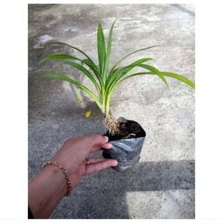 Combo 5 cây lá dứa ( lá nếp) có bầu đất, rễ ổn định, mua 10 tặng 1