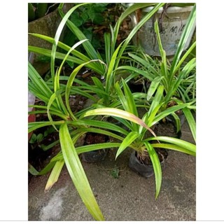 Combo 5 cây lá dứa ( lá nếp) có bầu đất, rễ ổn định, mua 10 tặng 1