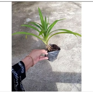 Combo 5 cây lá dứa ( lá nếp) có bầu đất, rễ ổn định, mua 10 tặng 1