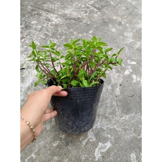 Chậu rau ngò om tía , nhiều công dụng
