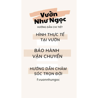 Chậu Trang Trí Ngọc Bích - Phong thuỷ tốt, trang trí đẹp - Vườn Như Ngọc