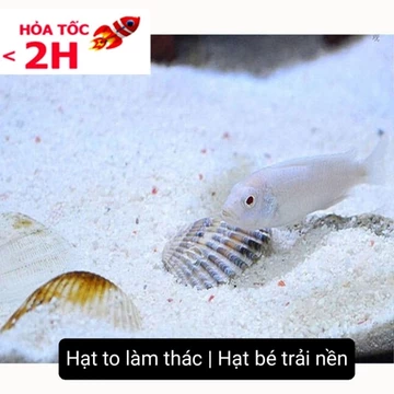 5KG Cát Thạch Anh Lọc Nước, Trải Nền Bể Cá, Làm Thác Cát (Hạt Mịn/To)