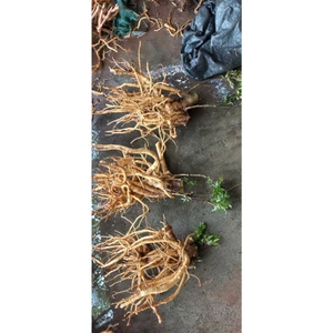 Củ Rễ Đinh Lăng Nếp Lá Nhỏ, Đinh Lăng Nam Định Cải Thiện Đau Khớp, Bồi Bổ Sức Khỏe Củ Từ 5-10 Năm