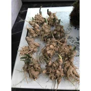 Sâm Lai Châu (Sâm Ngọc Linh Lai Châu) Không lá