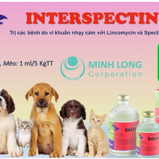 Interchemie Interspectin L chai 100ml trị hô hấp viêm phổi viêm họng viêm khớp cho chó mèo gia cầm