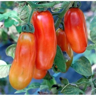 hạt giống cà chua roma cao sản - gói 30 hạt